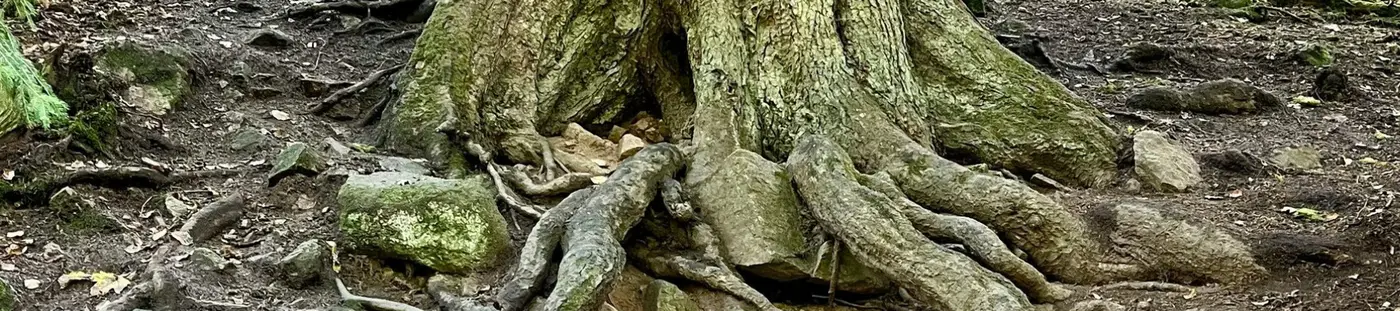 Wide banner showing tree roots symbolising the foundation of nervous system regulation, emotional stability, and growth in therapy and self-healing